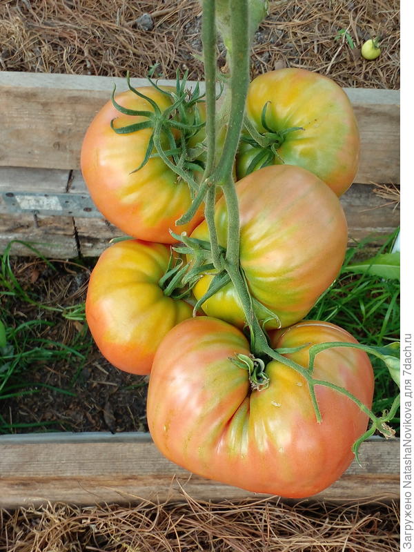 скоро созреют))