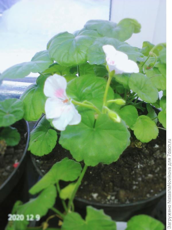 беленькая замёрзла