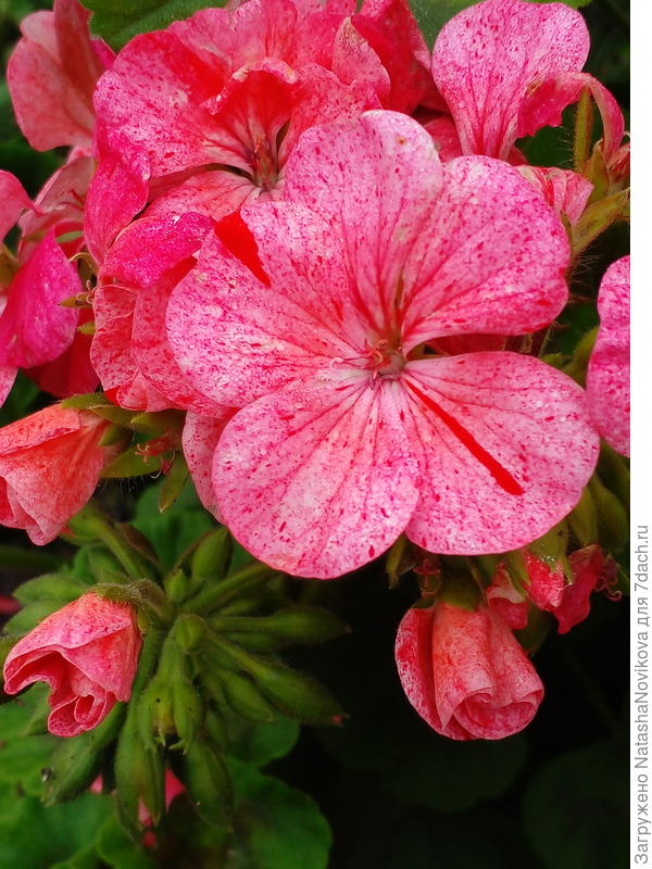 это F2 переродилась, но мне даже такая нравится, в крапинку))