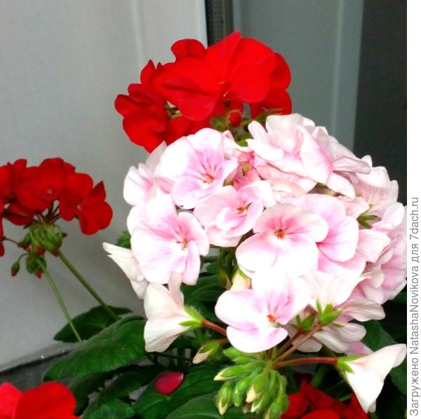 зацвела из черенков в декабре, черенки нарезала в конце августа