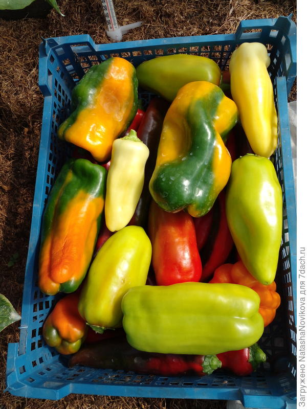 разноцветные)) спасибо, Лето))