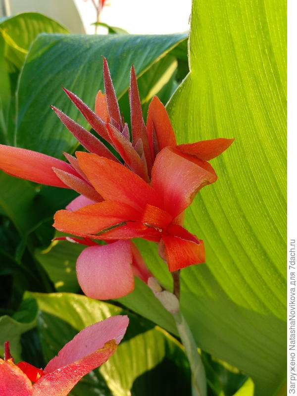 канна то же припозднилась, в июне подмёрзла, но я её спасла))