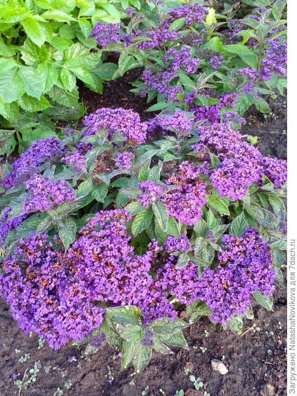 и эти то же)) с ванильным ароматом)