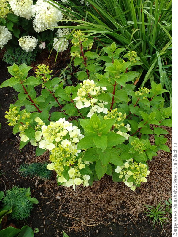 на переднем плане карликовая, припозднилась маленько, но сегодня она уже почти вся цветёт