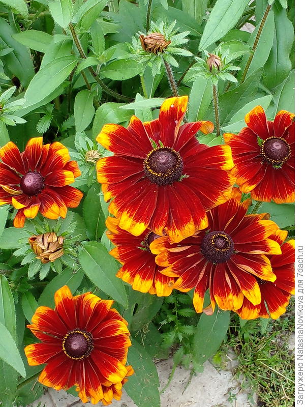 солнышки)) всё будет хорошо))