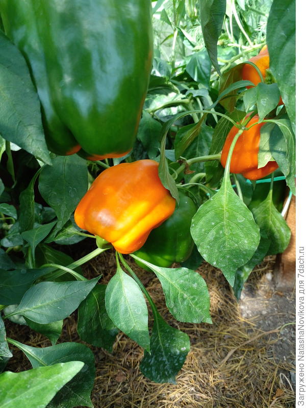 спелые снимаю, зеленые дня через два/три