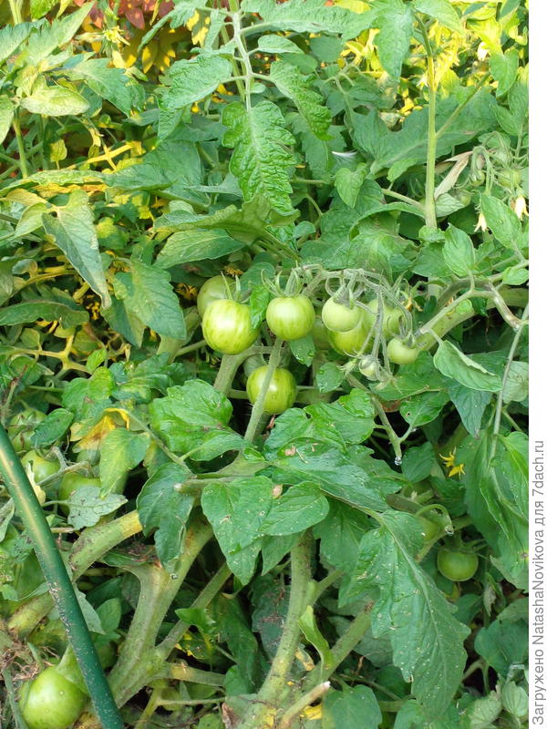 их очень много