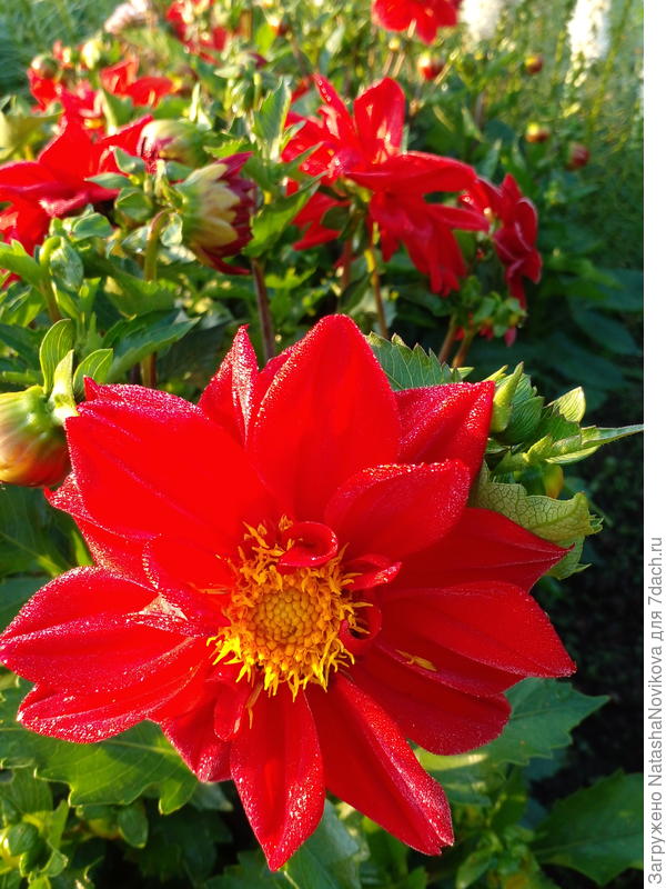 утренней росой серебрит георгинчики