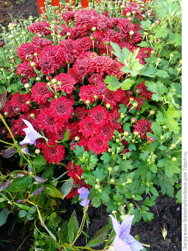 хризантемы напомнили о сентябре