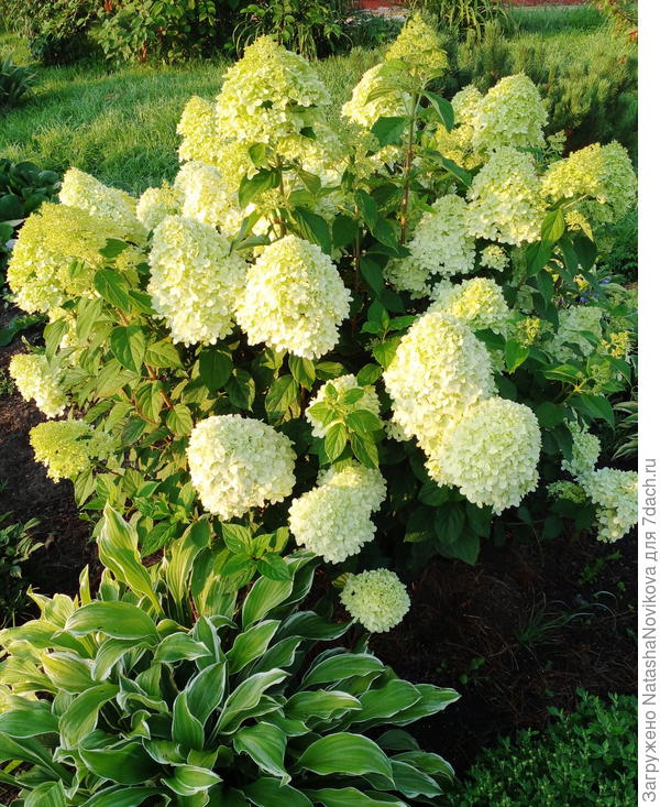 оливковая лайм лайт