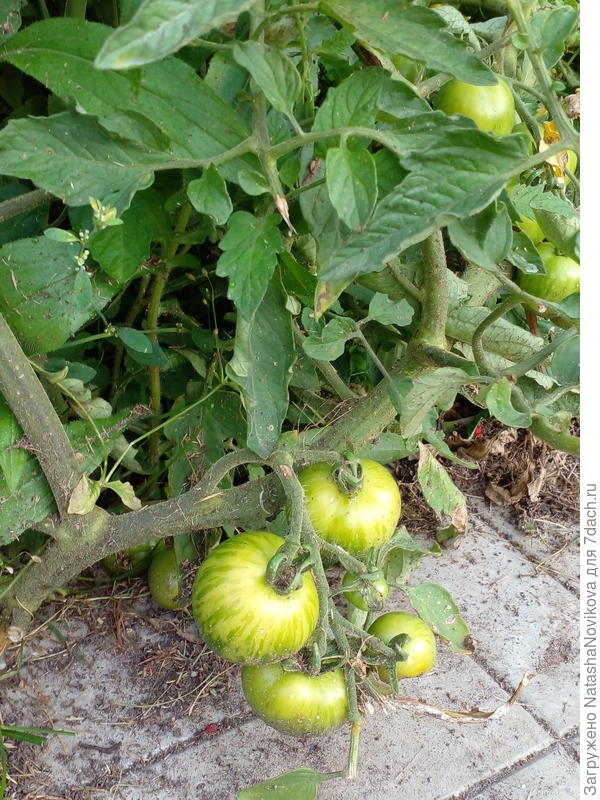 мои маленькие)) растут сами по себе, совсем без ухода, только поглядываю иногда