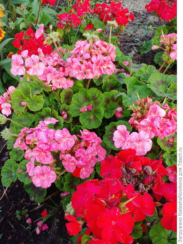 мои антидепрессанты))