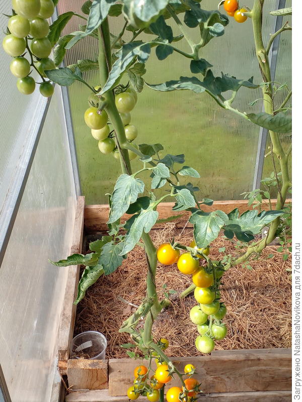 20 августа черрикира