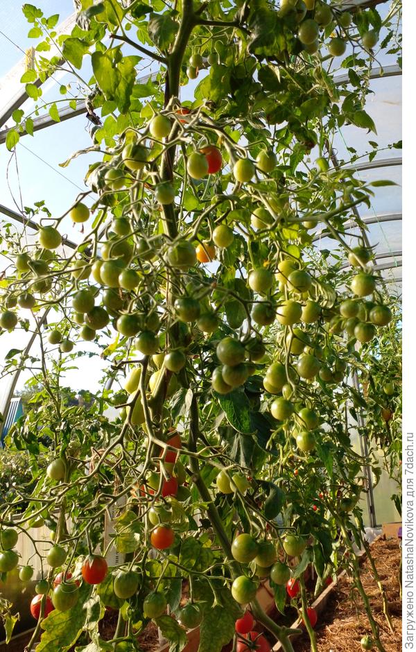 томатное дерево))