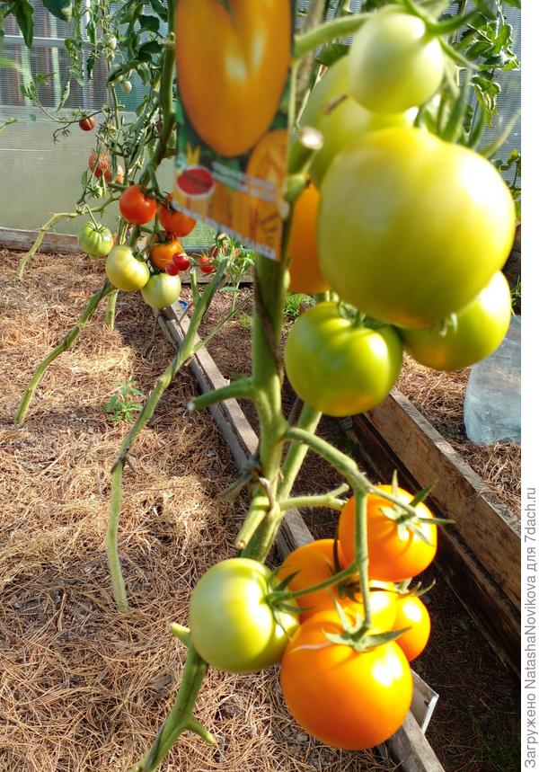 &quot;золотой мужичок&quot; в конце августа маленько подхватил кладик, но я всё равно листы срезала