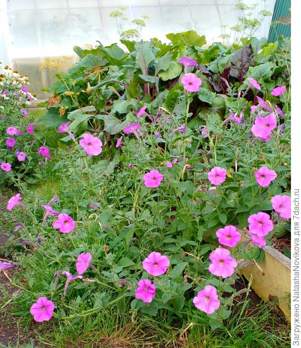 около грядки со свеклой взошла))