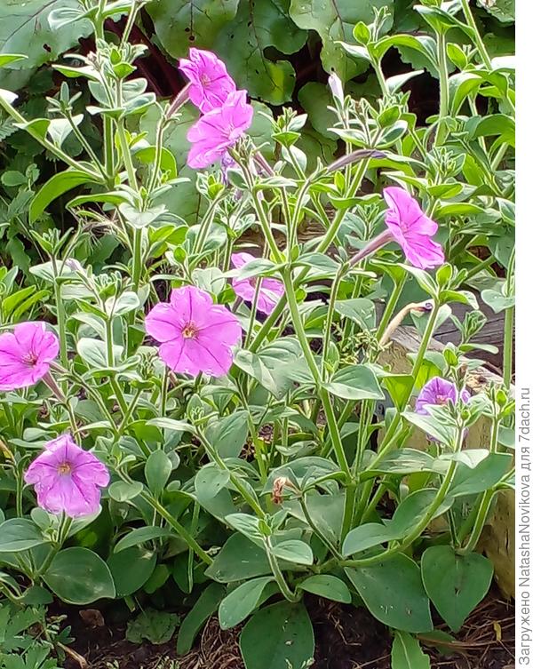 мои маленькие, беспризорные, безпородные, но очень жизнестойкие))