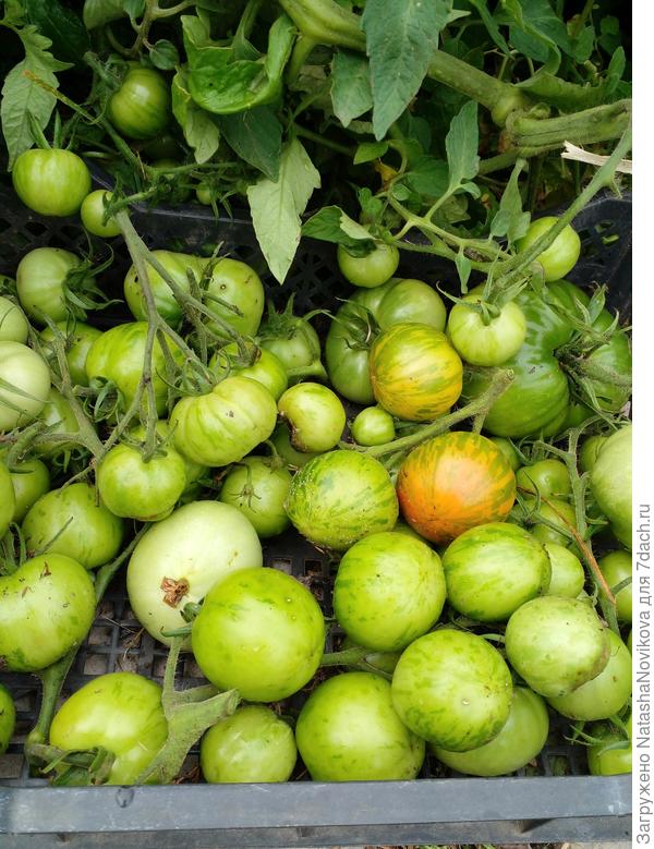 беспризорники мои))