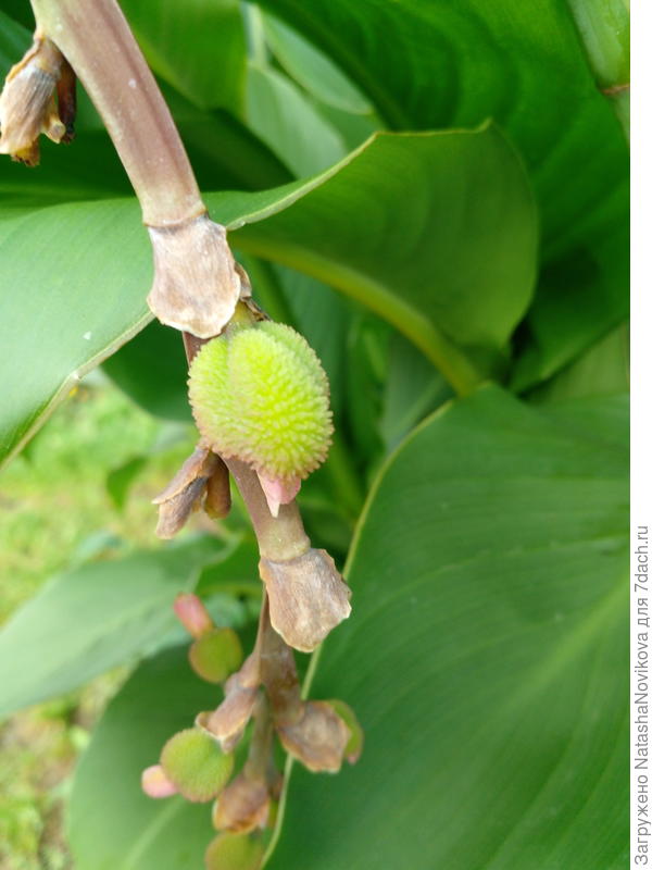 а канна впервые семена образовала)) очень не обычно, особенно для нас, в Сибири, когда и лета то почти не было.