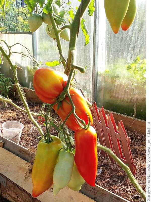 в первых числах августа начинали спеть