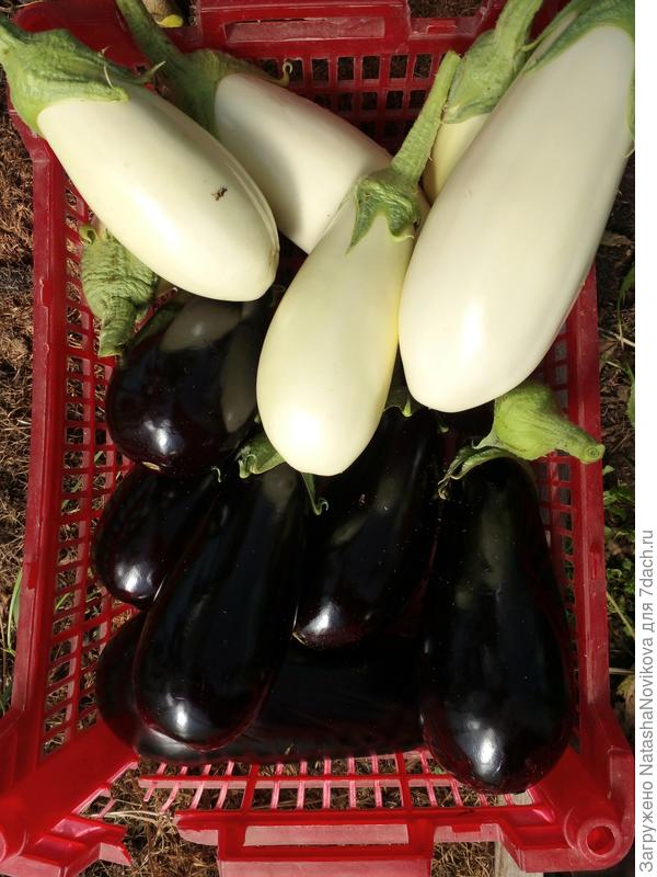 последние)) то же уже некуда)) желудки не резиновые))