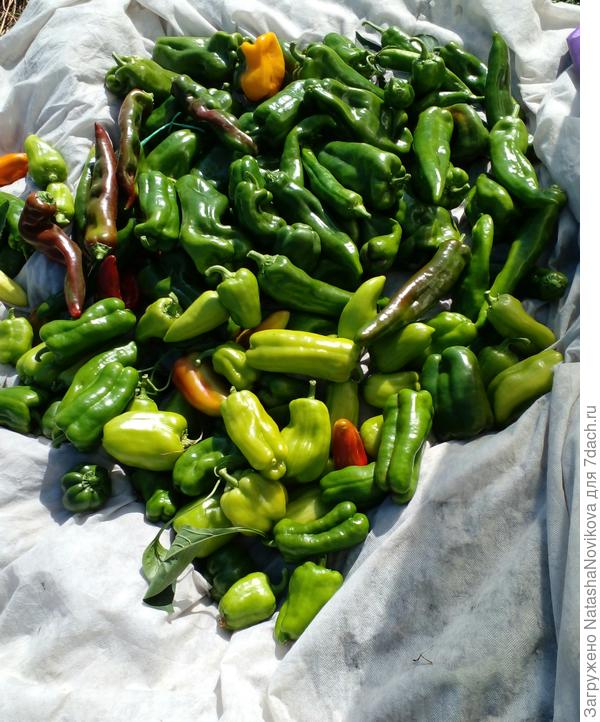 караул)) нам столько не надо)) спасибо, Лету))