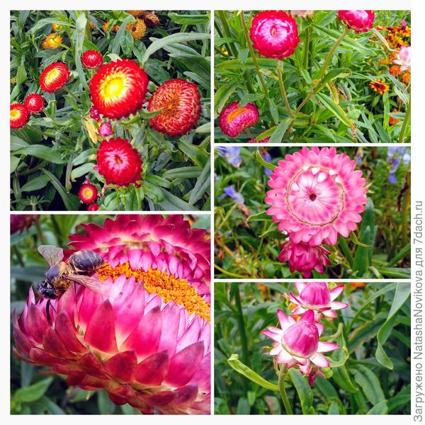 яркие и нарядные, очень нравятся