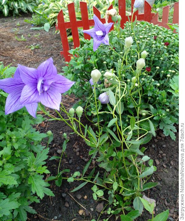 буду своему самосевке читать))