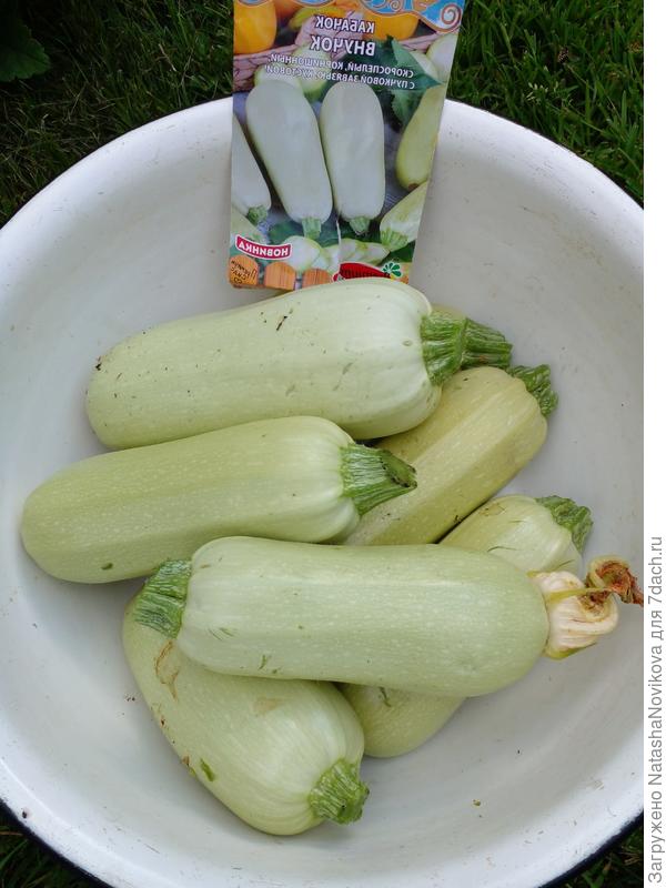 Белоплодный кабачок Внучок. Характеристики сорта. Опыт выращивания вСибири. Фото