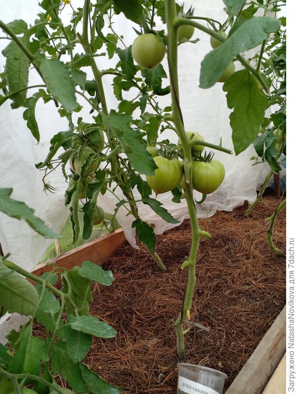 &quot; у души&quot; в кистях меньшее количество томатов завязывалось, у сердца стабильно 7/9