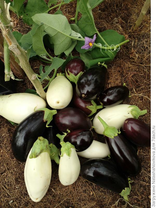 вот сегодня точно последние, завтра ген/уборка