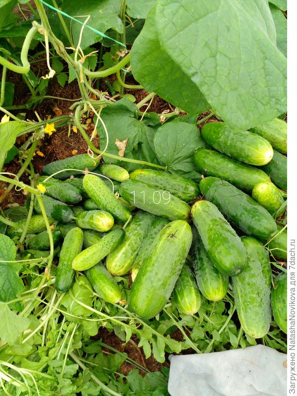 огурчики уже никому не нужны, семь корней выращивала - не загадывая на будущее, сокращу выращивание до пяти корней.