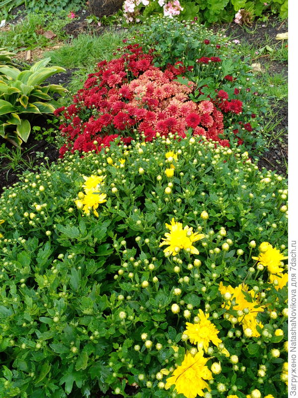 желтая только начинает цвести