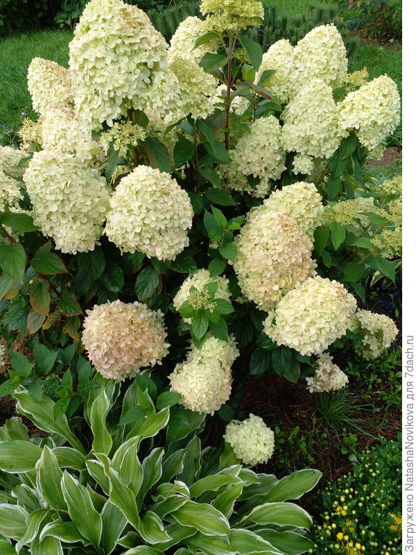 только лаймлайт не ржавеет