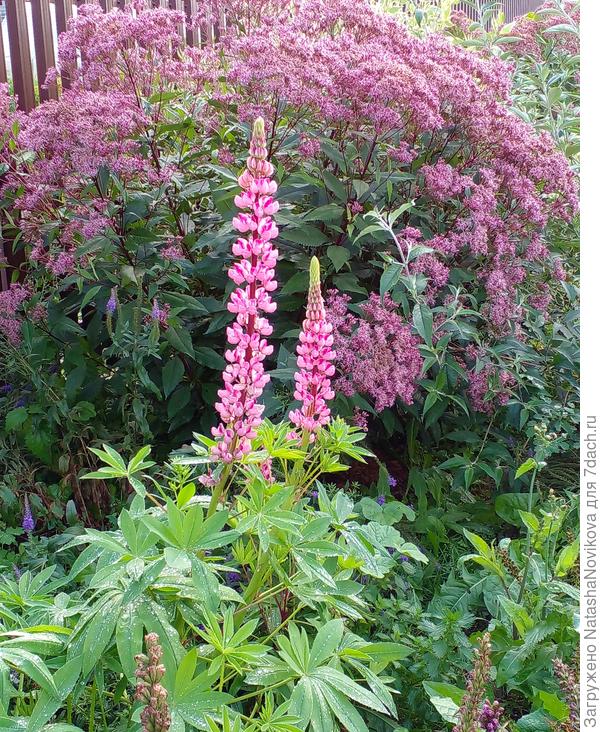 люпины зацвели повторно