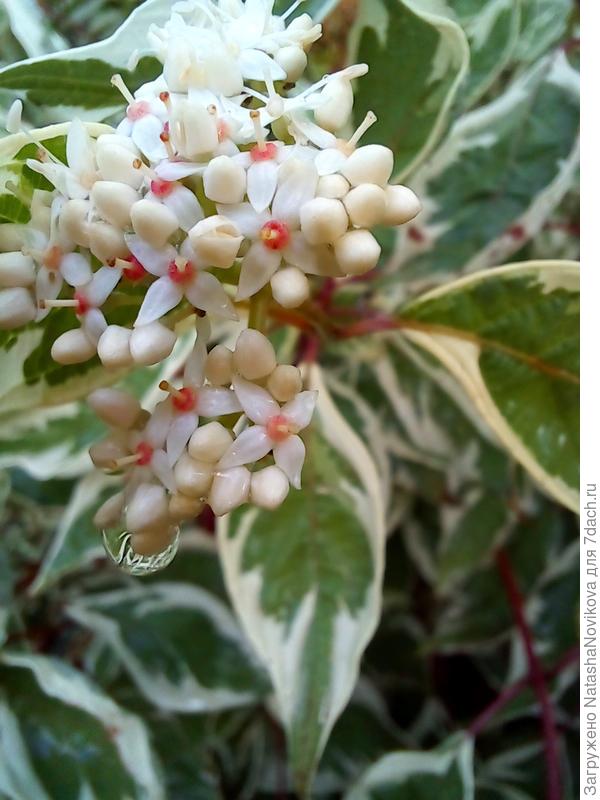 дёрен зацвёл во второй раз