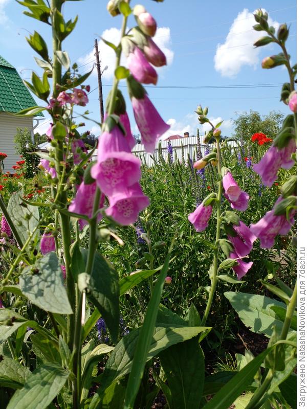 здесь листики хорошо видно.