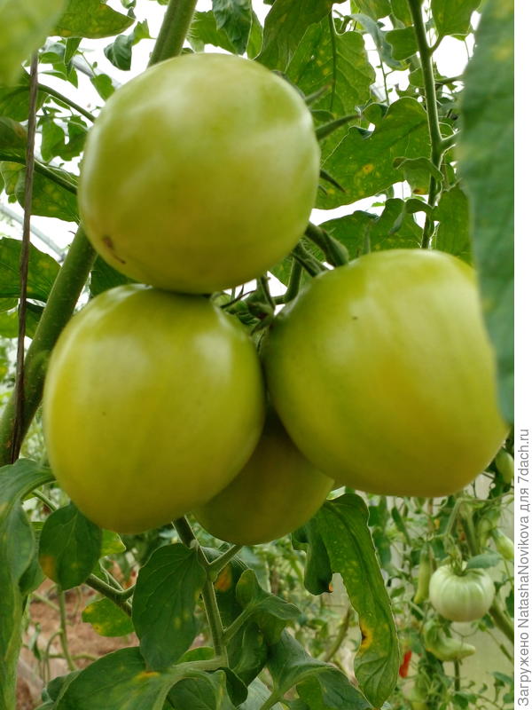 начало кладоспориоза