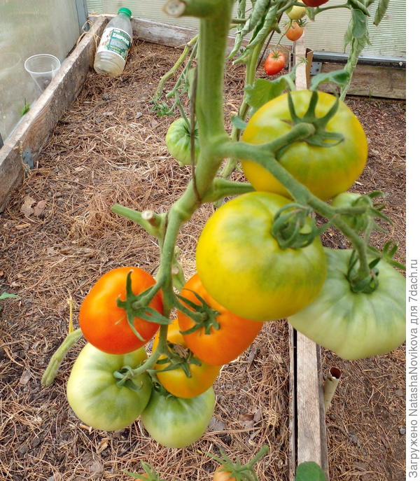 бутылочки с хлореллой всё лето &quot;жили&quot; в теплице