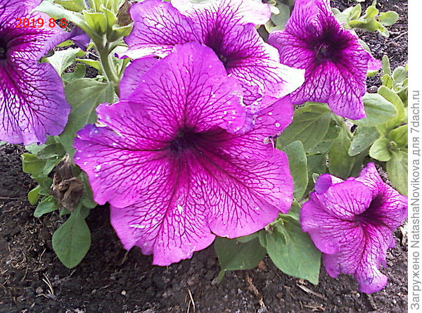 а у меня проф семена были.