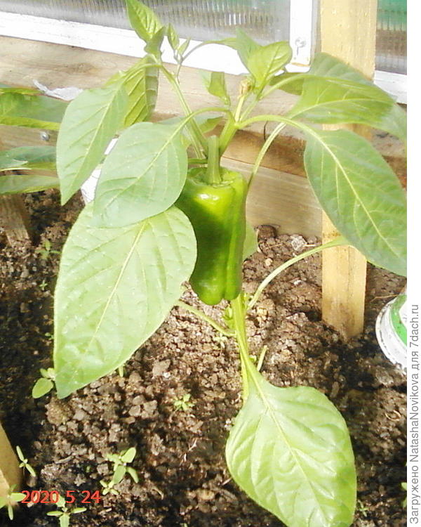 на стаканчике подписан сорт