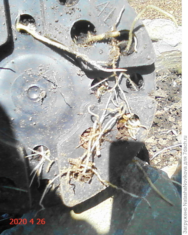 корни были длинные, а я не стала их подрезать, а нужно было бы, тогда луковица была бы заглублена по правилам агротехники, а у меня луковица была высажена мелковато.((и