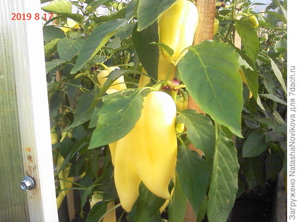 первые раз выращивала в 2019 году