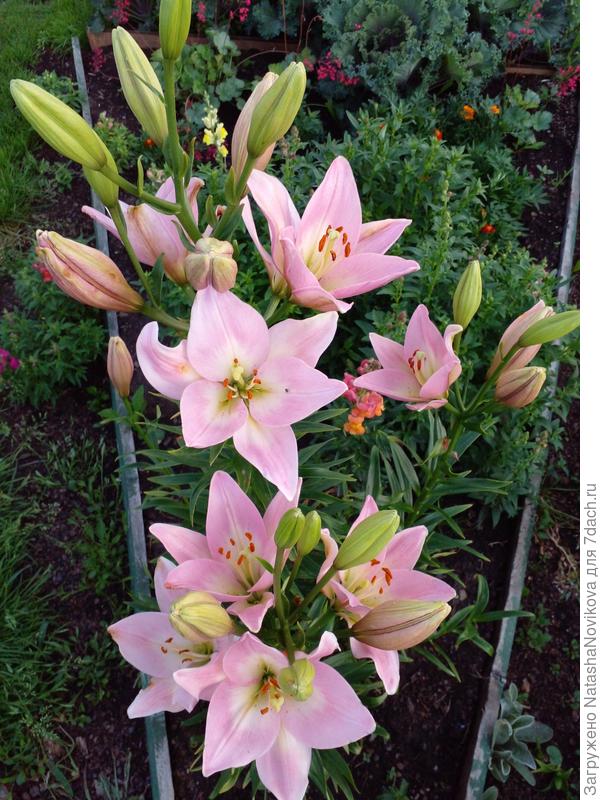 цвела третий сезон, в первом сезоне был 1 стволик и 4 цветка, в прошлом сезоне было уже 4 стволика, но не срастаются между собой