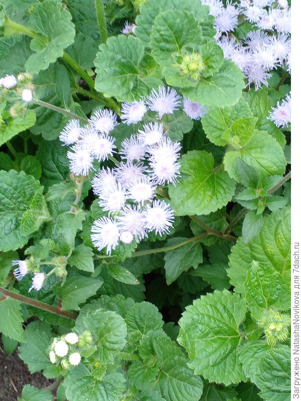 пушистики))