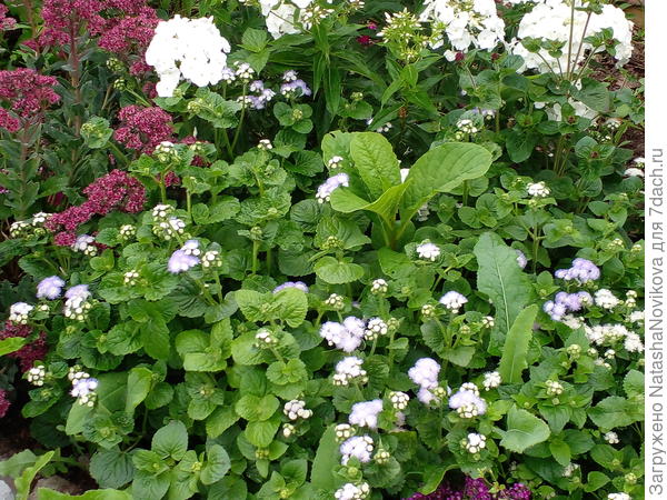 подсаживаю везде