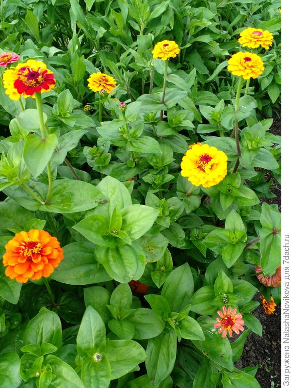 и цинии люблю