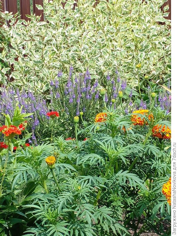 после пересадки на солнце он буквально буйствует