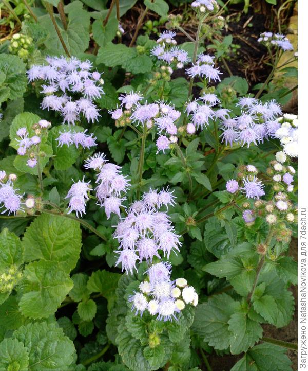 приятный и не прихотливый цветочек