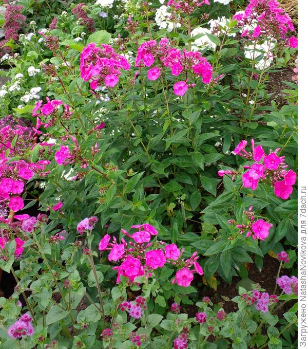 к флоксам в ноги